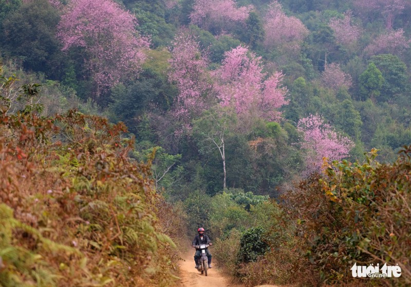 Mai anh đào bung nở rực rỡ, đến Đà Lạt ngắm ở đâu đẹp nhất? - Ảnh 6.