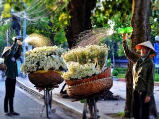 Đông về, mùa cúc họa mi gói trọn những nhớ thương