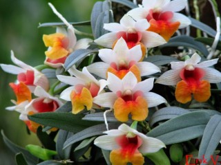 7 loài hoa lan rừng hiếm có tên trong sách đỏ Việt Nam