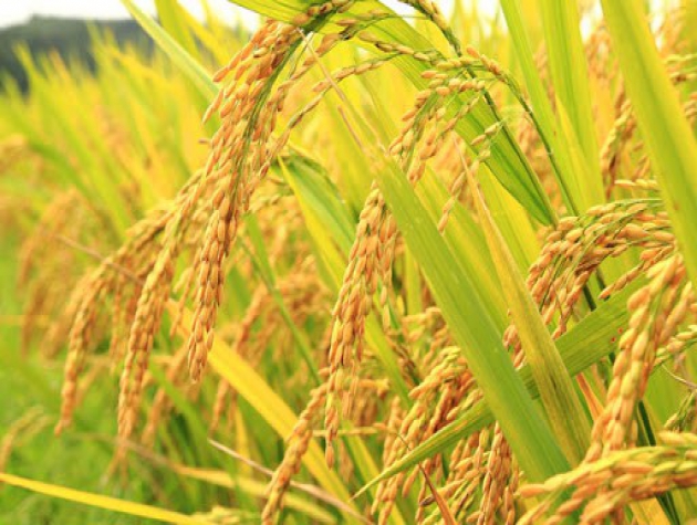 Giá lúa gạo hôm nay ngày 2/11: Đầu tuần giao dịch sôi động