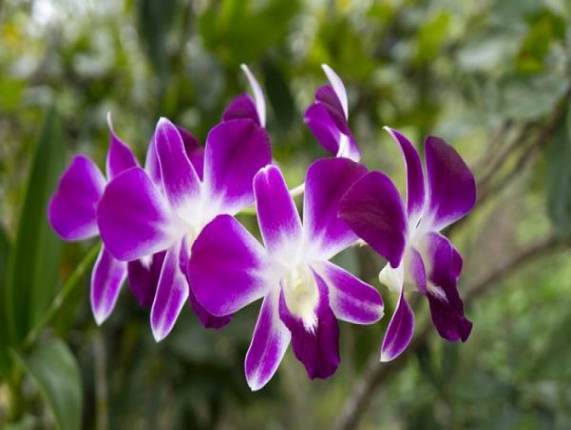 Hướng dẫn trồng và chăm sóc hoa lan đơn giản