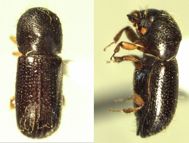 Loài bọ cánh cứng kỳ lạ biết "làm nông nghiệp"