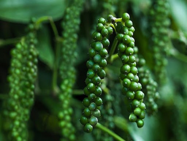 Giá tiêu hôm nay 17/11: Đông Nam Bộ giảm nhẹ, Tây Nguyên vẫn giữ ở mức cao